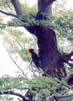 CARPINTERO.jpg (61984 bytes)