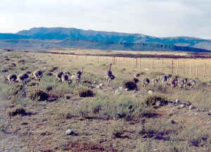 NANDUES.jpg (104996 bytes)