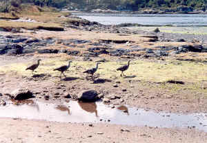 KAIQUENES.jpg (115152 bytes)