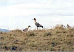 bandurrias.jpg (46688 bytes)