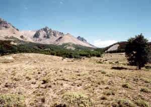 bosque_zeballos.jpg (96477 bytes)